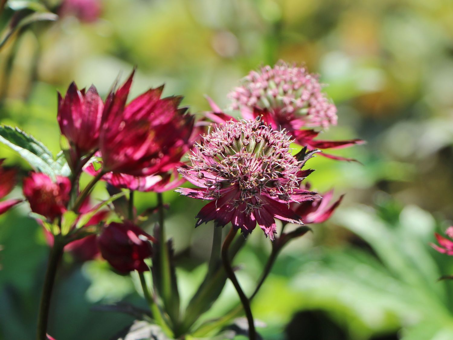 Große Sterndolde 'Burgundy Manor' - Astrantia major 'Burgundy Manor'
