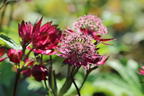 Große Sterndolde 'Burgundy Manor' - Astrantia major 'Burgundy Manor'