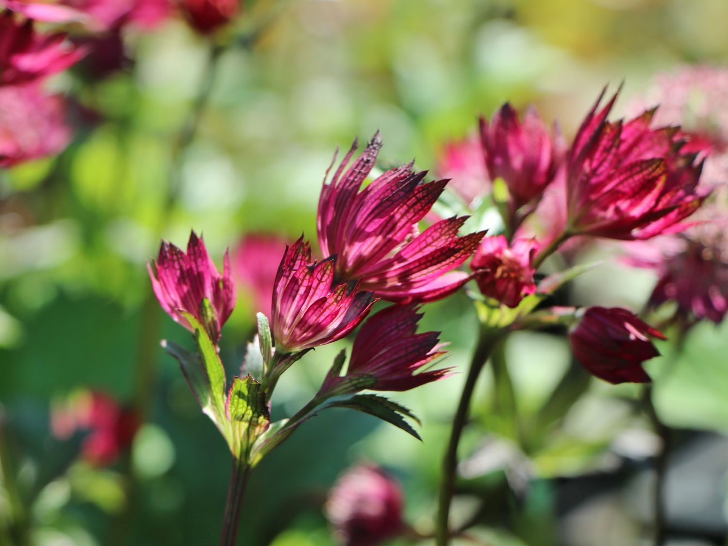 Große Sterndolde 'Burgundy Manor' - Astrantia major 'Burgundy Manor'
