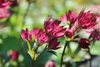 Große Sterndolde 'Burgundy Manor' - Astrantia major 'Burgundy Manor'