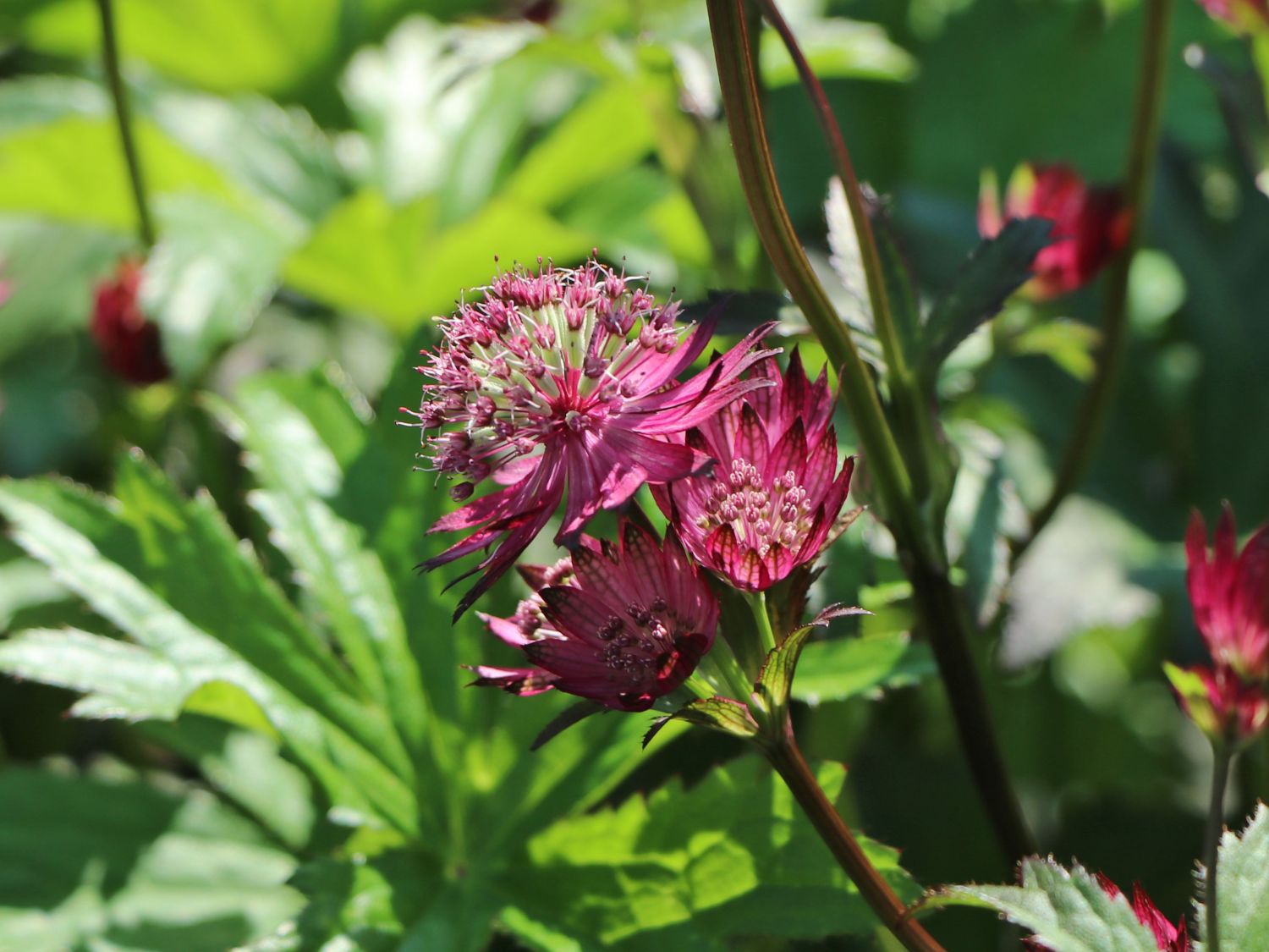 Große Sterndolde 'Burgundy Manor' - Astrantia major 'Burgundy Manor'