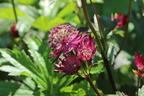 Große Sterndolde 'Burgundy Manor' - Astrantia major 'Burgundy Manor'