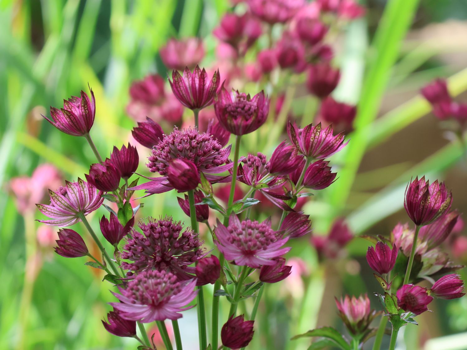 Große Sterndolde 'Cerise Button' - Astrantia major 'Cerise Button'