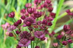 Große Sterndolde 'Cerise Button' - Astrantia major 'Cerise Button'