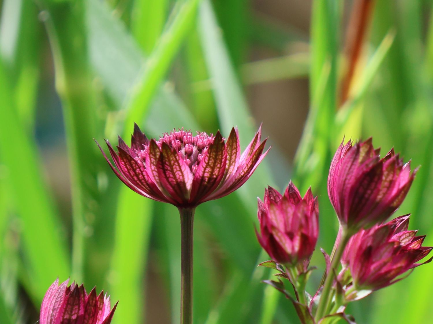 Große Sterndolde 'Cerise Button' - Astrantia major 'Cerise Button'