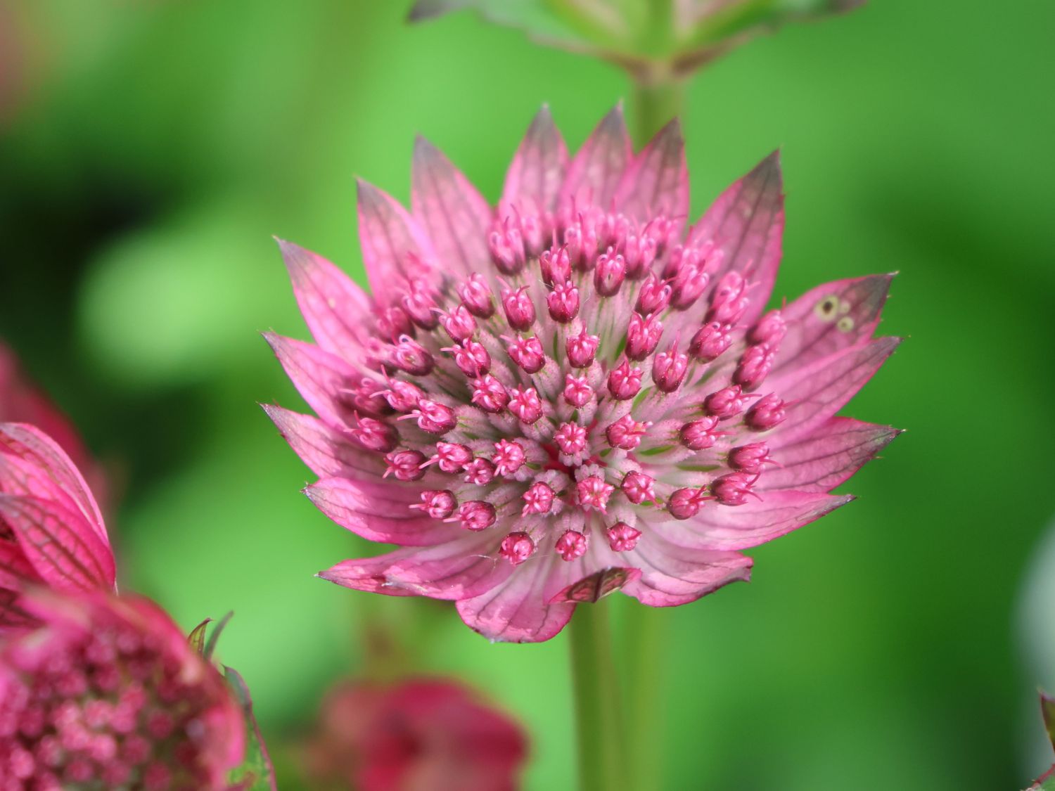 Große Sterndolde 'Cerise Button' - Astrantia major 'Cerise Button'