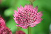 Große Sterndolde 'Cerise Button' - Astrantia major 'Cerise Button'