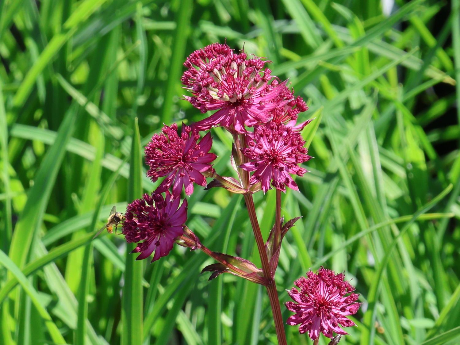 Große Sterndolde 'Night Owl'