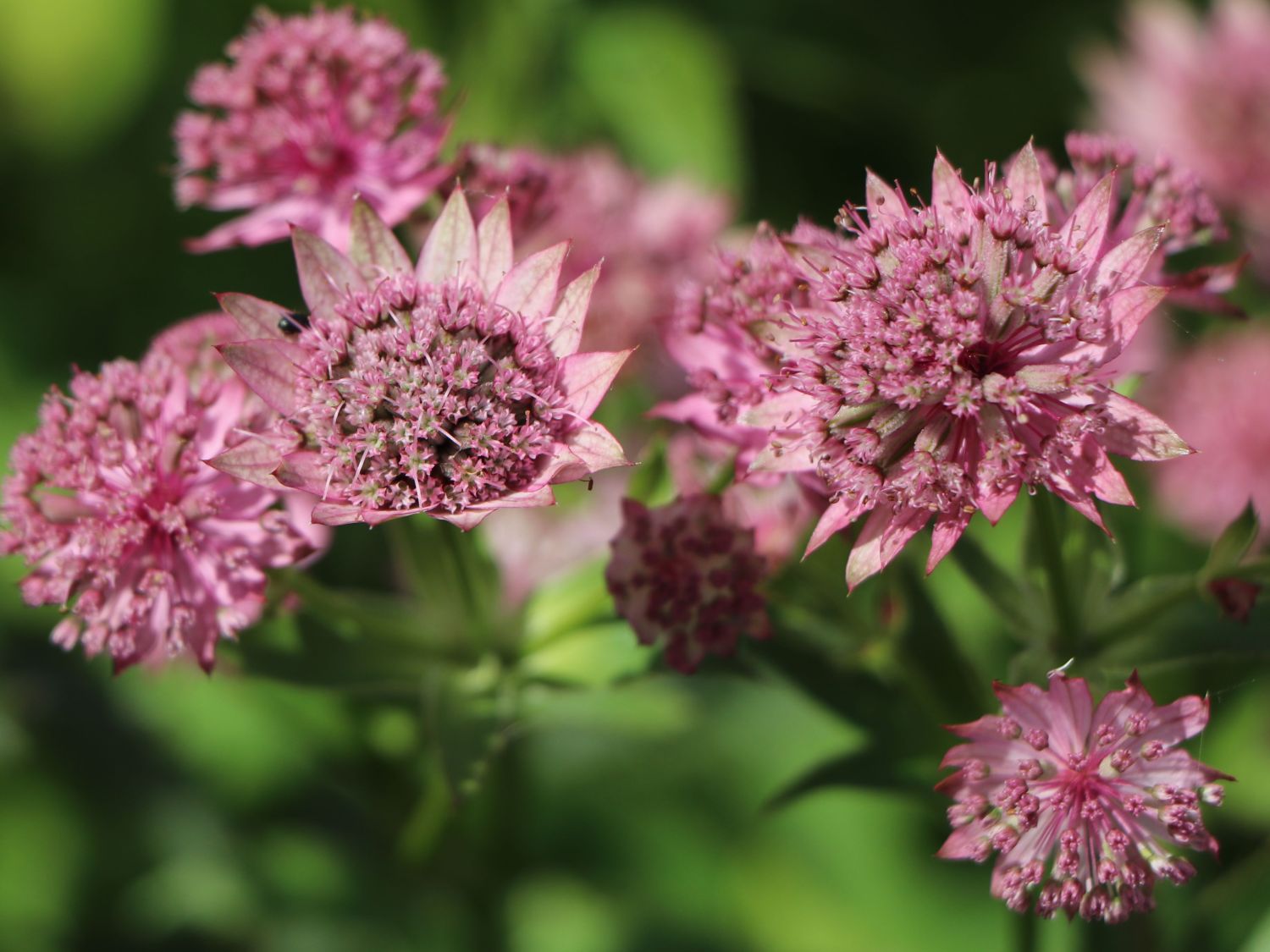 Große Sterndolde 'Pink Pride'