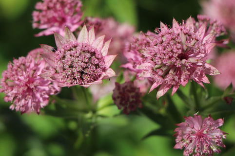 Große Sterndolde 'Pink Pride' - Astrantia major 'Pink Pride'
