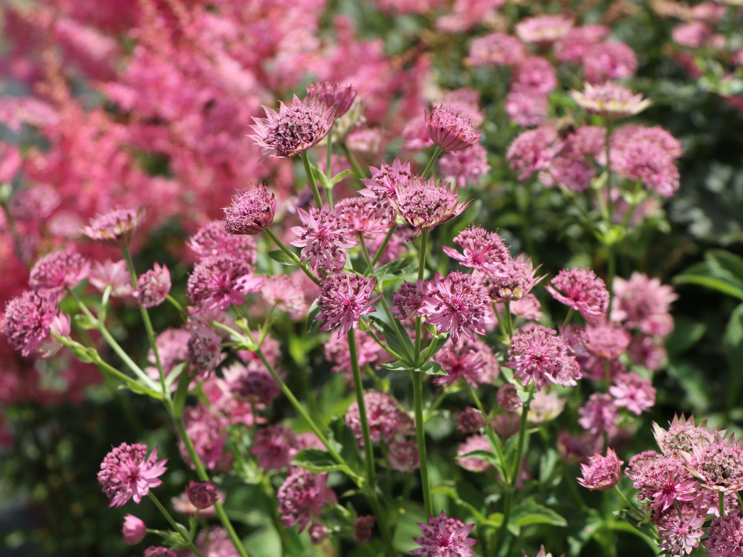Große Sterndolde 'Pink Pride' - Astrantia major 'Pink Pride'
