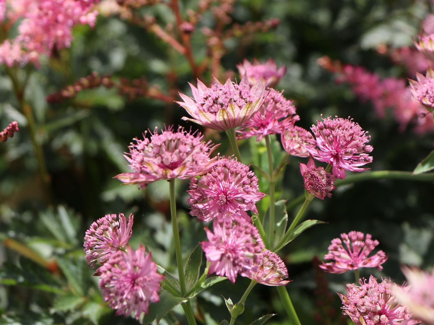 Große Sterndolde 'Pink Pride' - Astrantia major 'Pink Pride'