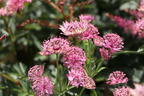 Große Sterndolde 'Pink Pride' - Astrantia major 'Pink Pride'