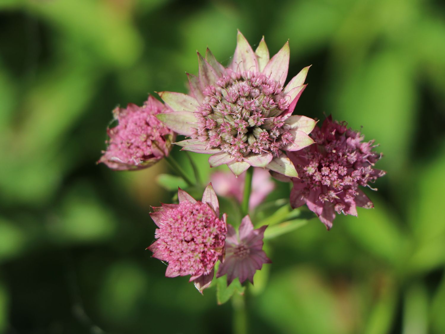 Große Sterndolde 'Pink Pride' - Astrantia major 'Pink Pride'