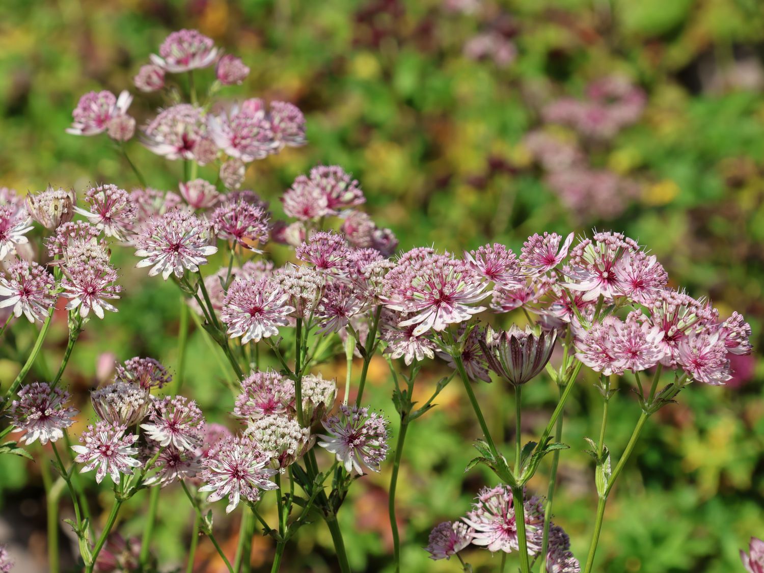 Große Sterndolde 'Sparkling Stars Pink'