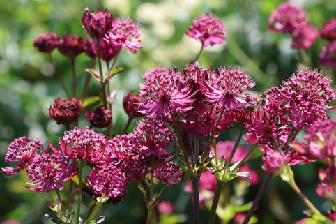 Große Sterndolde 'Sparkling Stars Red' - Astrantia major 'Sparkling Stars Red'
