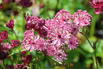 Große Sterndolde 'Sparkling Stars Red' - Astrantia major 'Sparkling Stars Red'