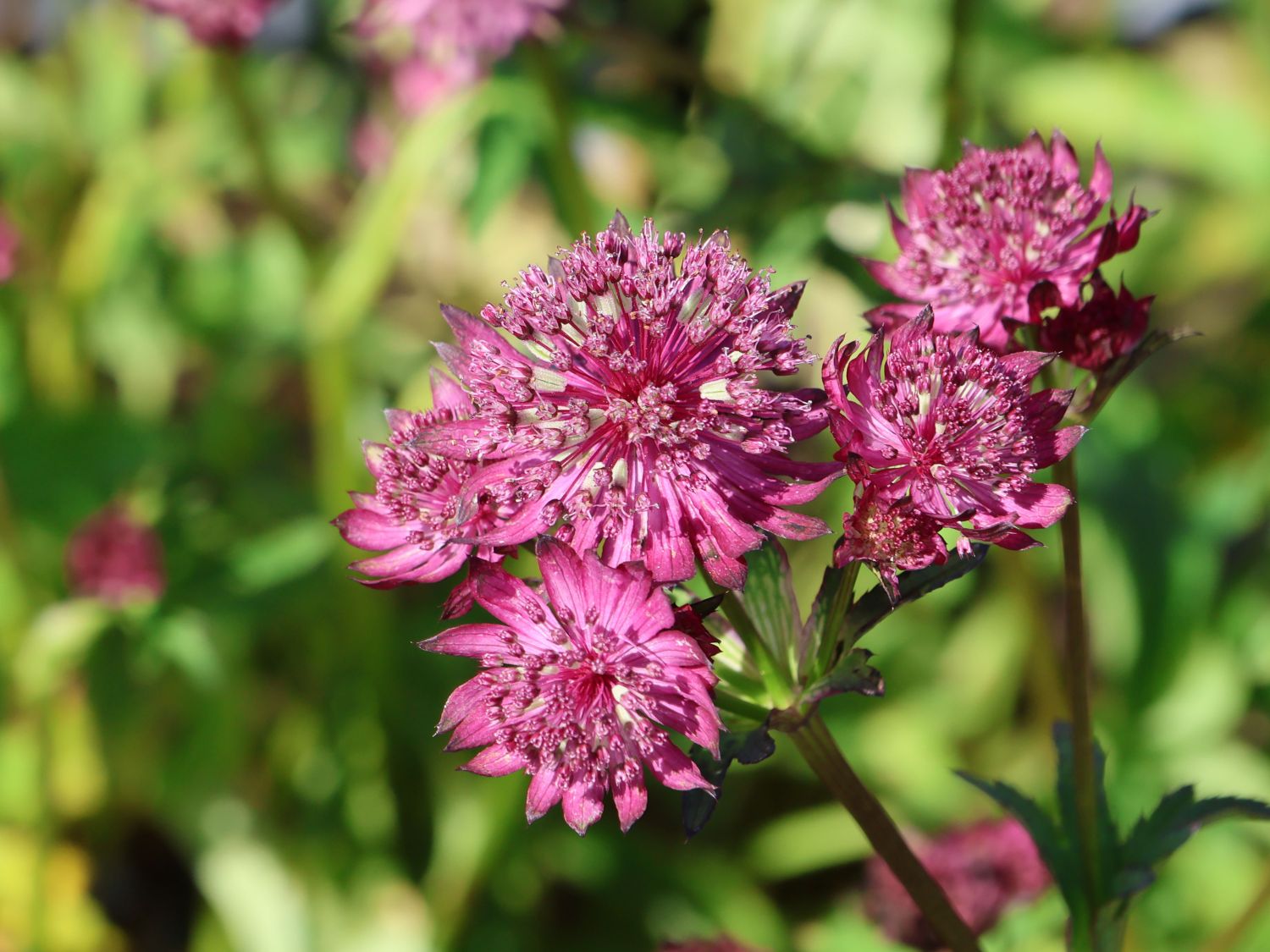 Große Sterndolde 'Sparkling Stars Red' - Astrantia major 'Sparkling Stars Red'
