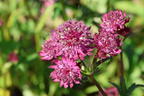 Große Sterndolde 'Sparkling Stars Red' - Astrantia major 'Sparkling Stars Red'