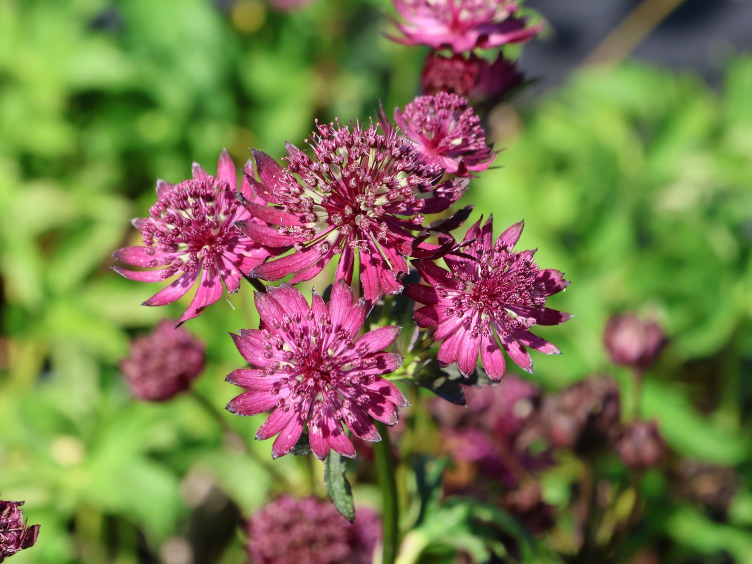 Große Sterndolde 'Sparkling Stars Red' - Astrantia major 'Sparkling Stars Red'