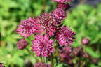 Große Sterndolde 'Sparkling Stars Red' - Astrantia major 'Sparkling Stars Red'