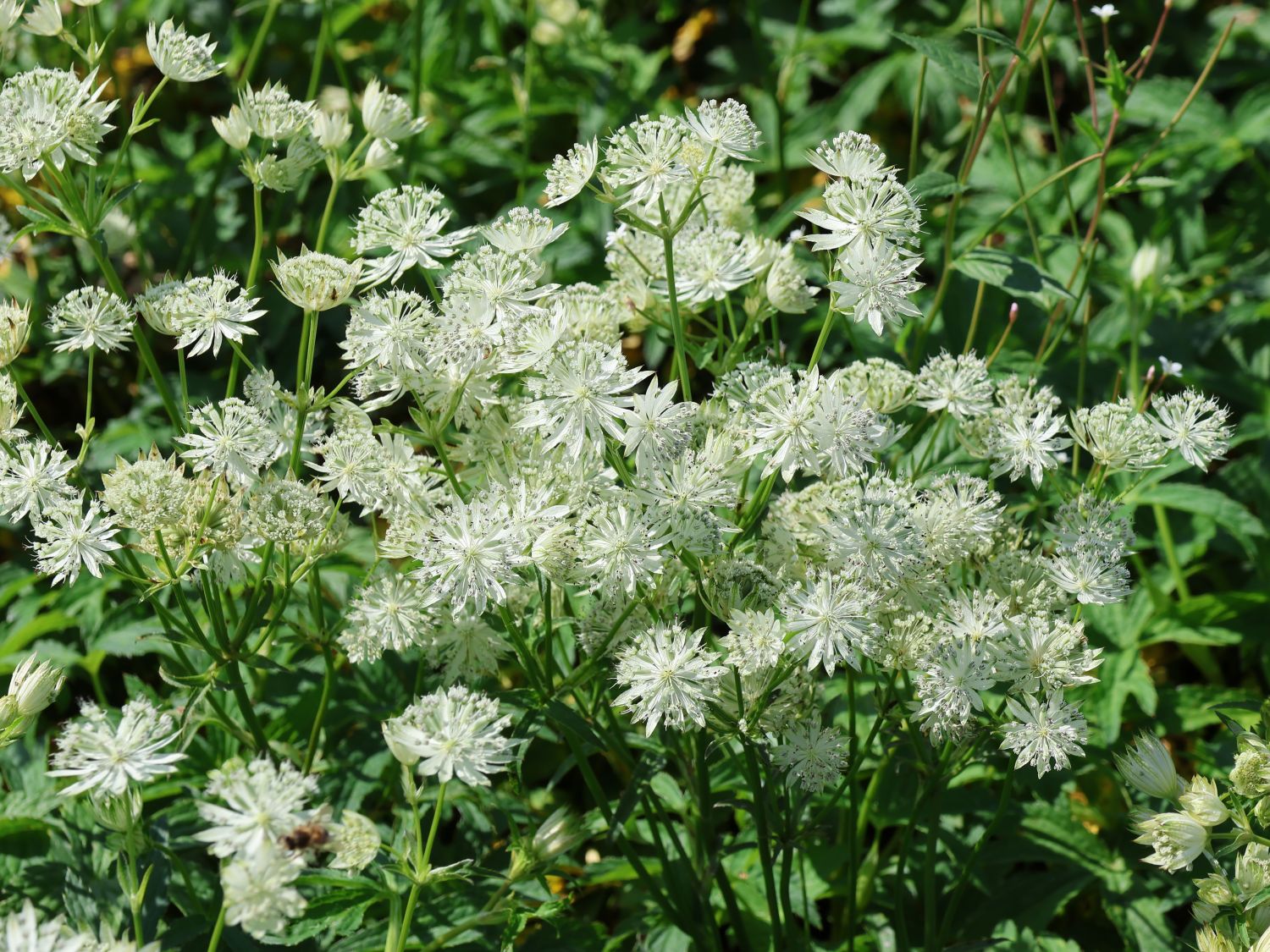Große Sterndolde 'Sparkling Stars White'