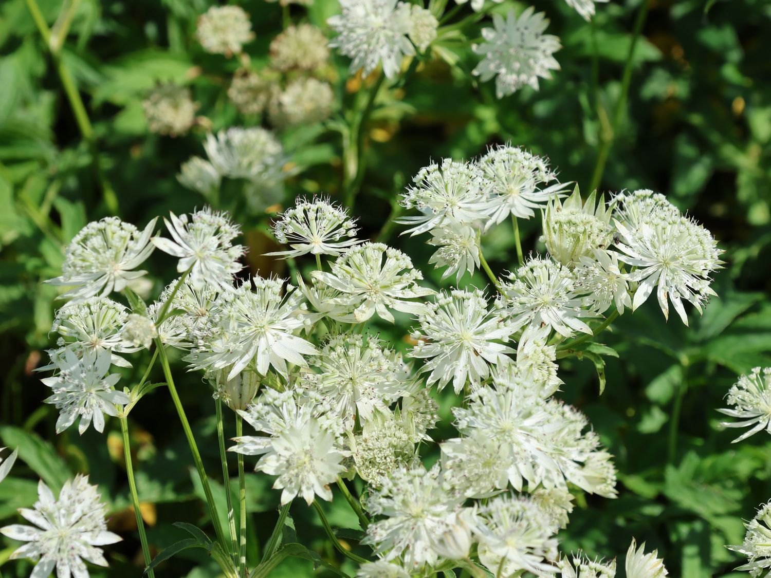 Große Sterndolde 'Sparkling Stars White' - Astrantia major 'Sparkling Stars White'