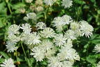 Große Sterndolde 'Sparkling Stars White' - Astrantia major 'Sparkling Stars White'