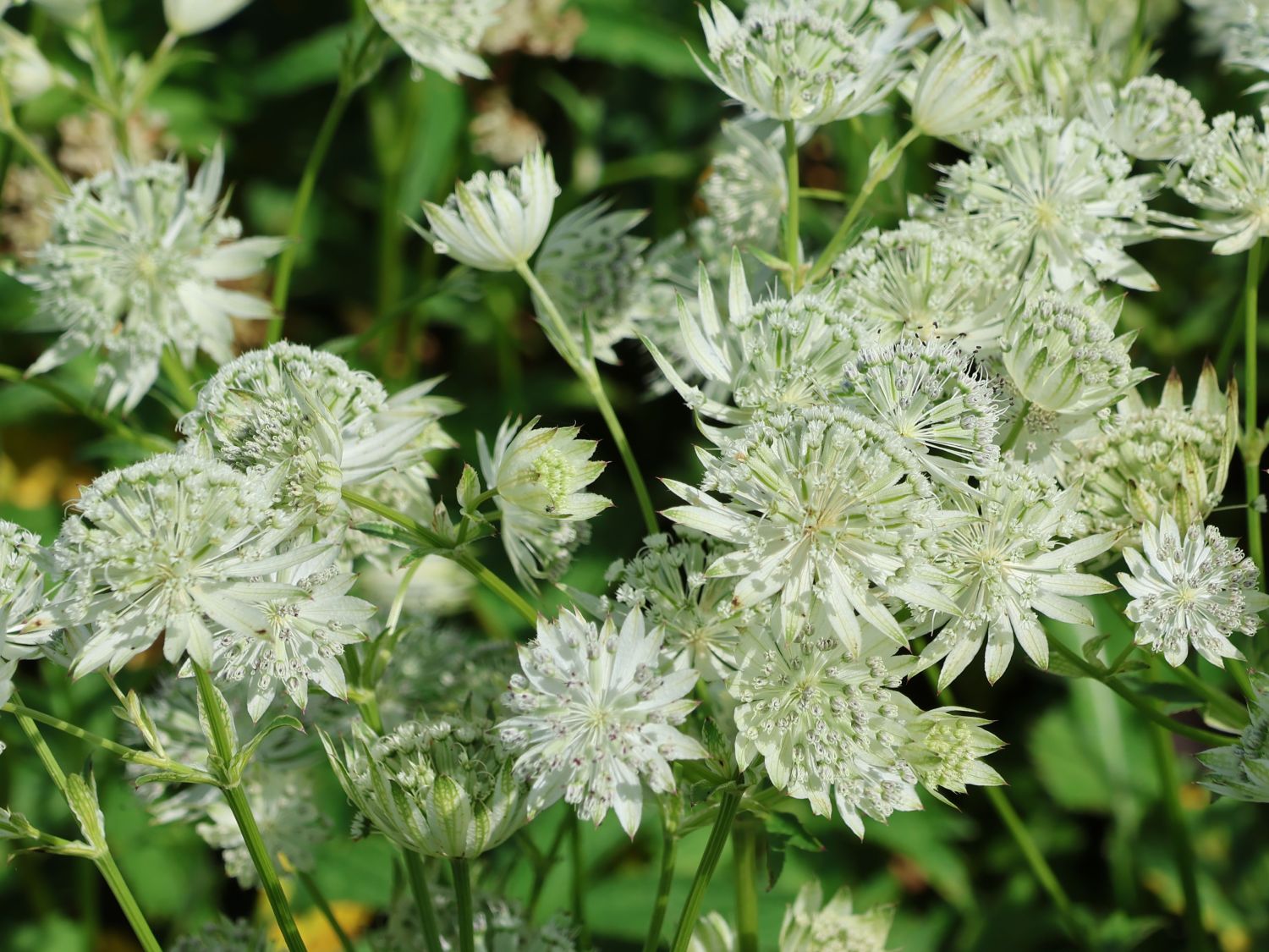 Große Sterndolde 'Sparkling Stars White' - Astrantia major 'Sparkling Stars White'
