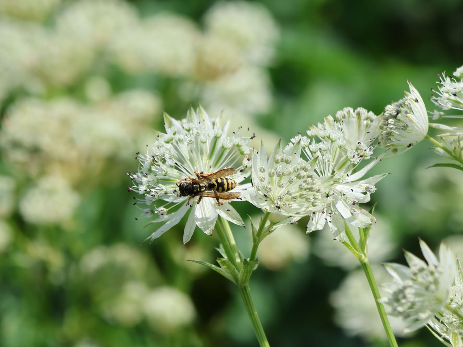 Große Sterndolde 'Sparkling Stars White' - Astrantia major 'Sparkling Stars White'