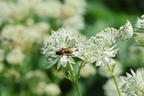 Große Sterndolde 'Sparkling Stars White' - Astrantia major 'Sparkling Stars White'