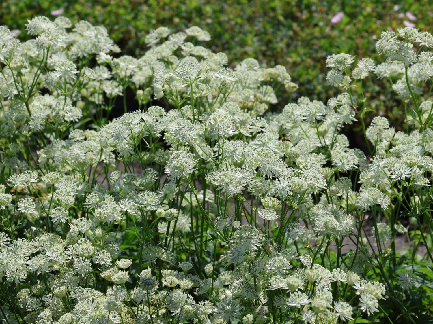 Große Sterndolde 'Sparkling Stars White' - Astrantia major 'Sparkling Stars White'