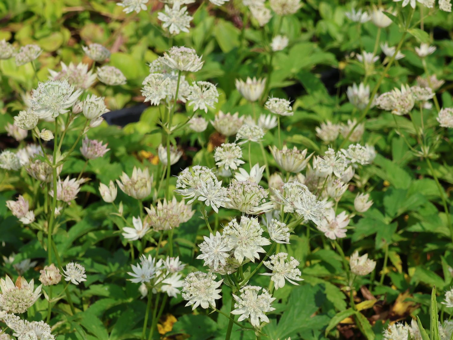 Große Sterndolde 'Sparkling Stars White' - Astrantia major 'Sparkling Stars White'