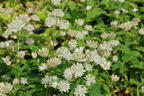 Große Sterndolde 'Sparkling Stars White' - Astrantia major 'Sparkling Stars White'