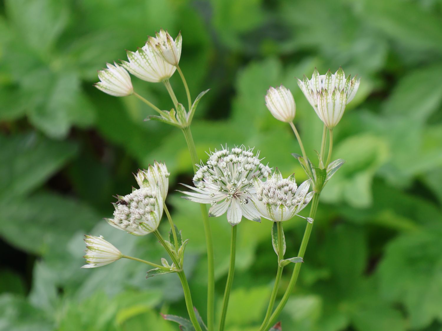 Große Sterndolde 'Sparkling Stars White' - Astrantia major 'Sparkling Stars White'