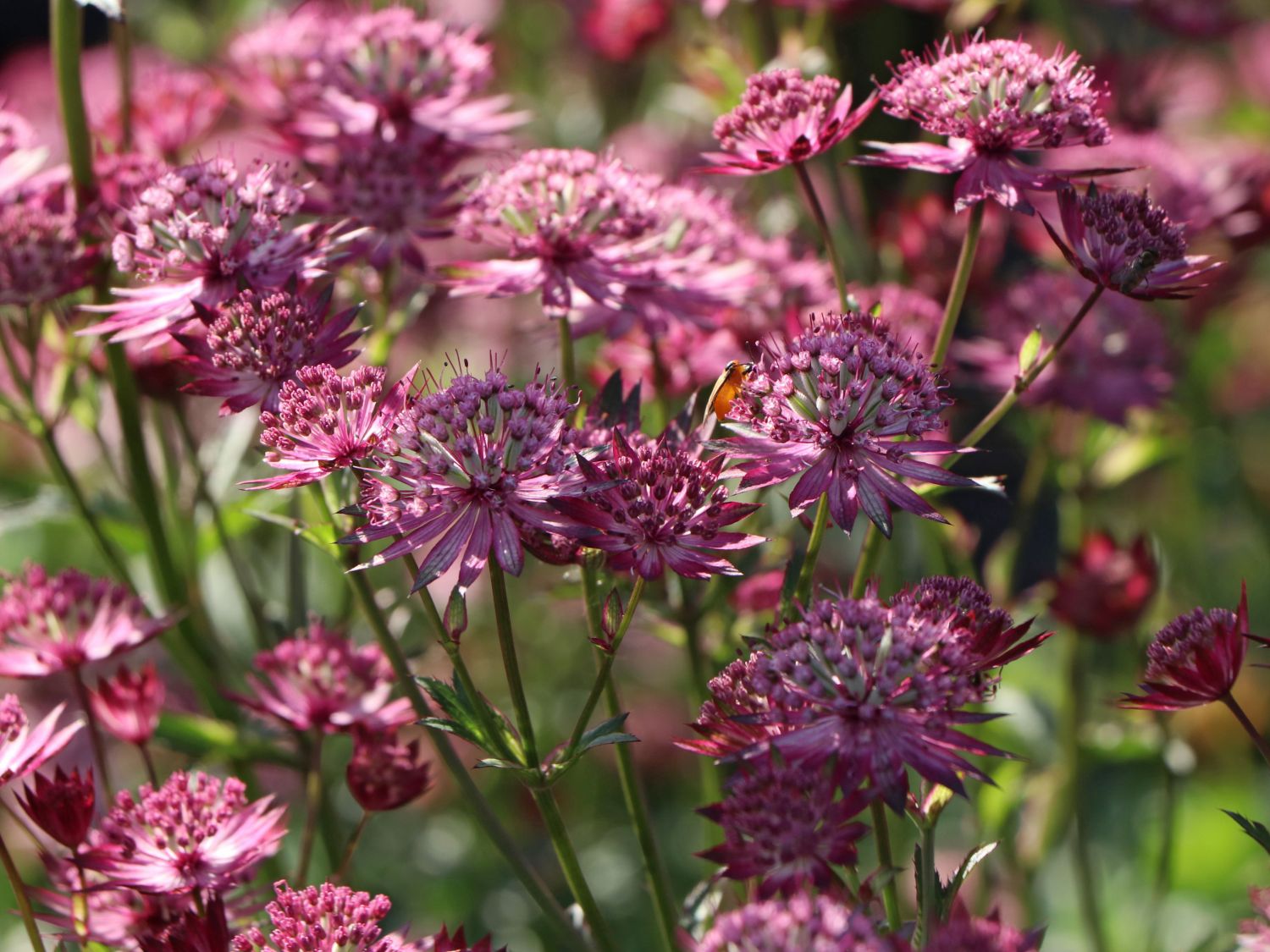 Große Sterndolde 'Star of Love' - Astrantia major 'Star of Love'