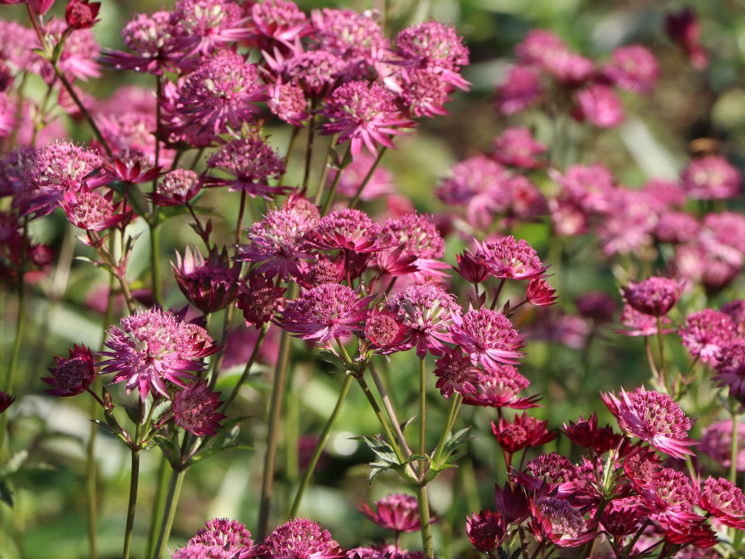 Große Sterndolde 'Star of Love' - Astrantia major 'Star of Love'