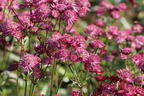 Große Sterndolde 'Star of Love' - Astrantia major 'Star of Love'