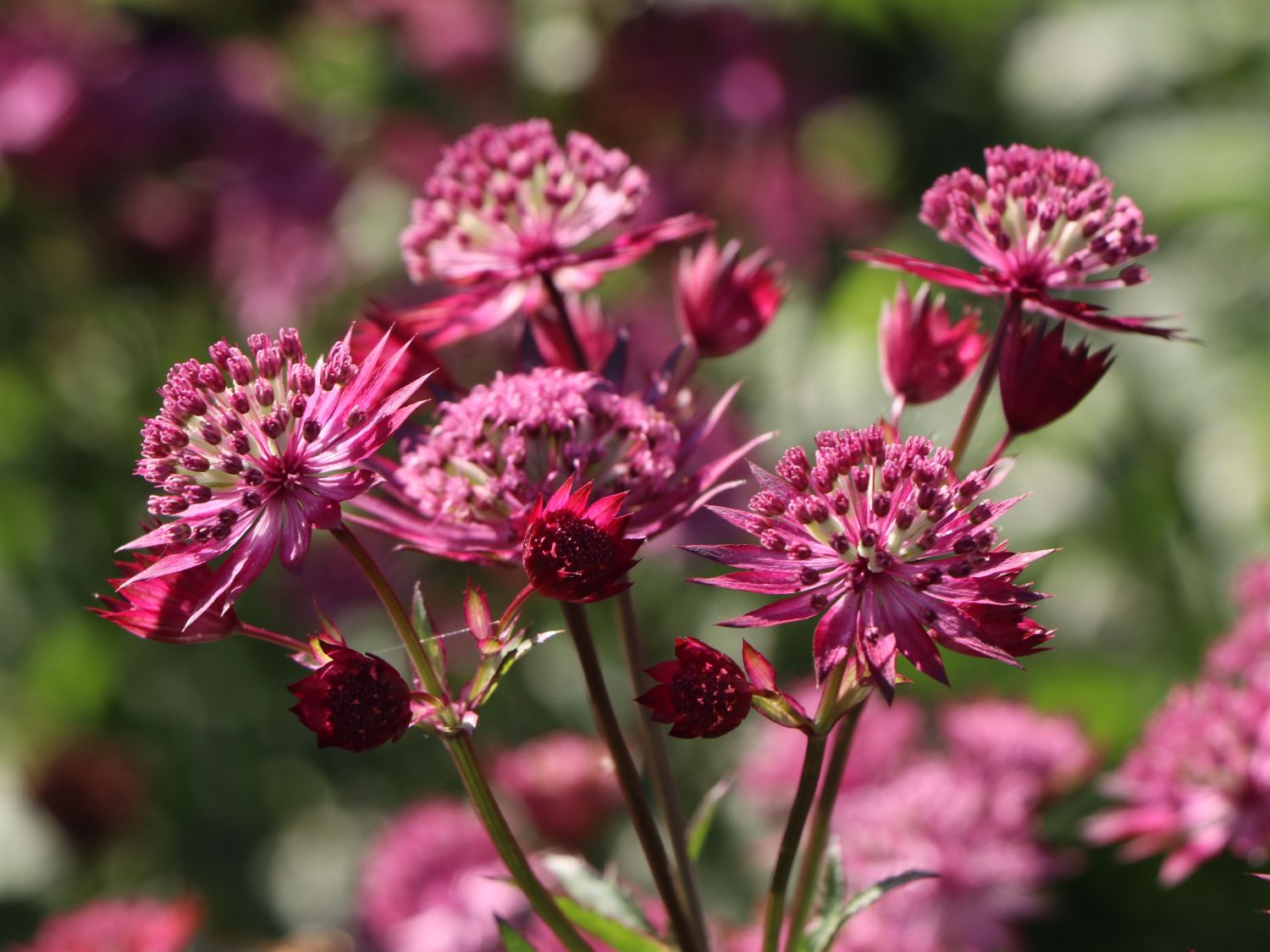 Große Sterndolde 'Star of Love' - Astrantia major 'Star of Love'