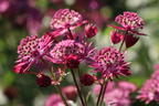 Große Sterndolde 'Star of Love' - Astrantia major 'Star of Love'