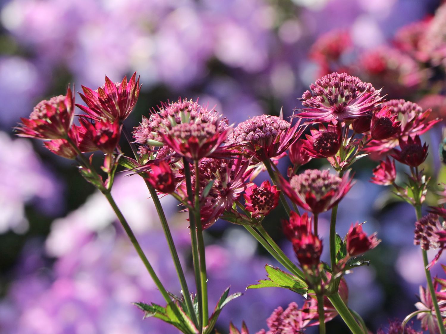 Große Sterndolde 'Star of Love' - Astrantia major 'Star of Love'