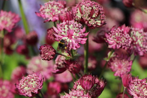 Große Sterndolde 'Star of Treasure' - Astrantia major 'Star of Treasure'