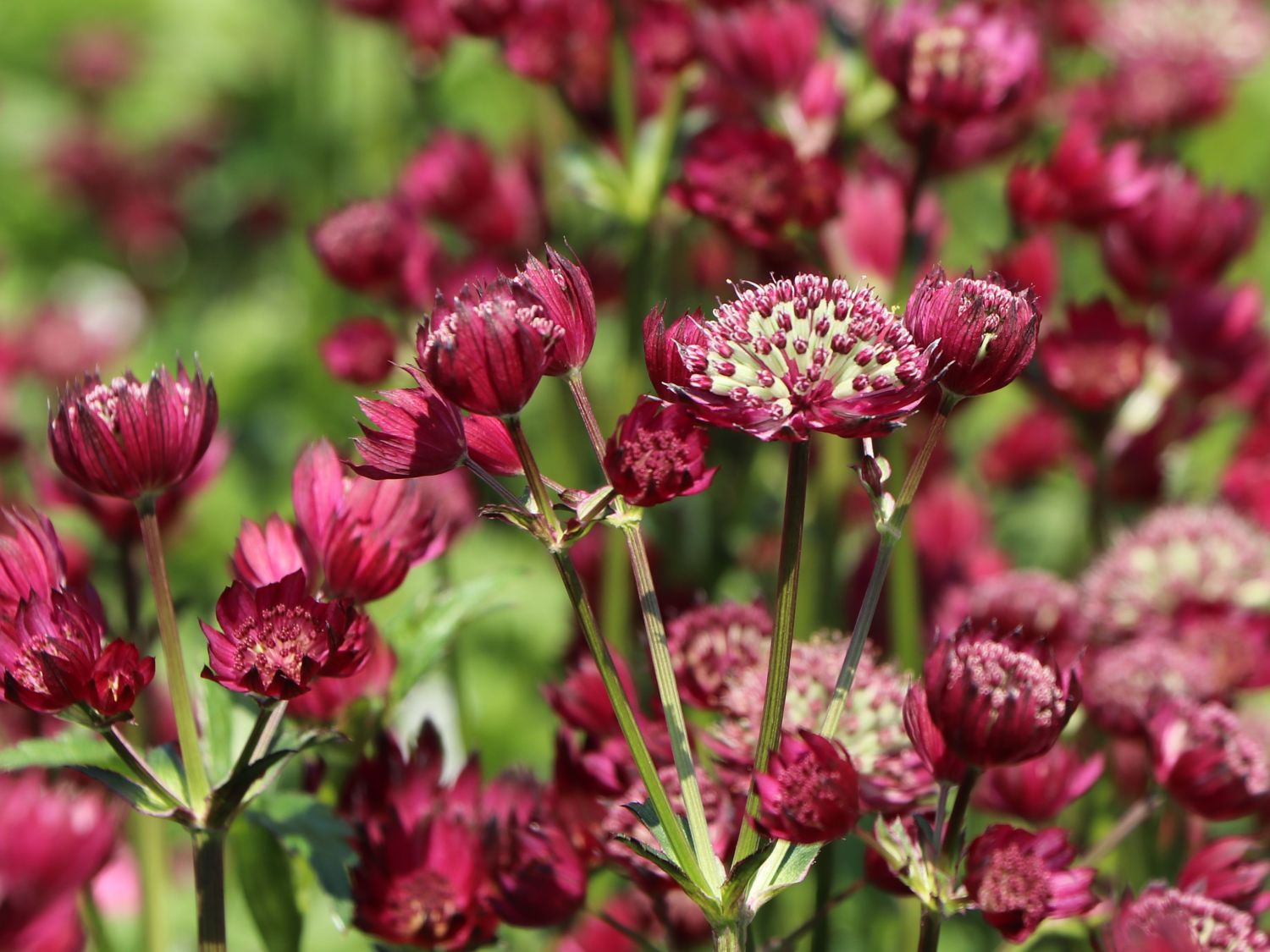Große Sterndolde 'Star of Treasure' - Astrantia major 'Star of Treasure'