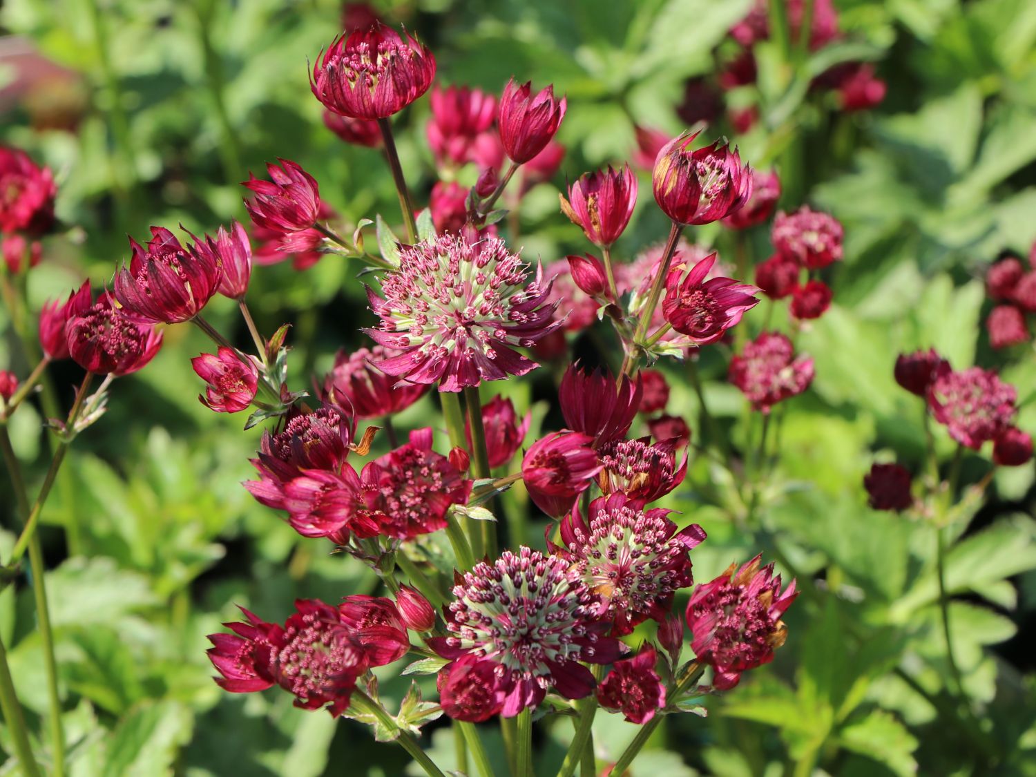 Große Sterndolde 'Star of Treasure' - Astrantia major 'Star of Treasure'