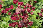 Große Sterndolde 'Star of Treasure' - Astrantia major 'Star of Treasure'