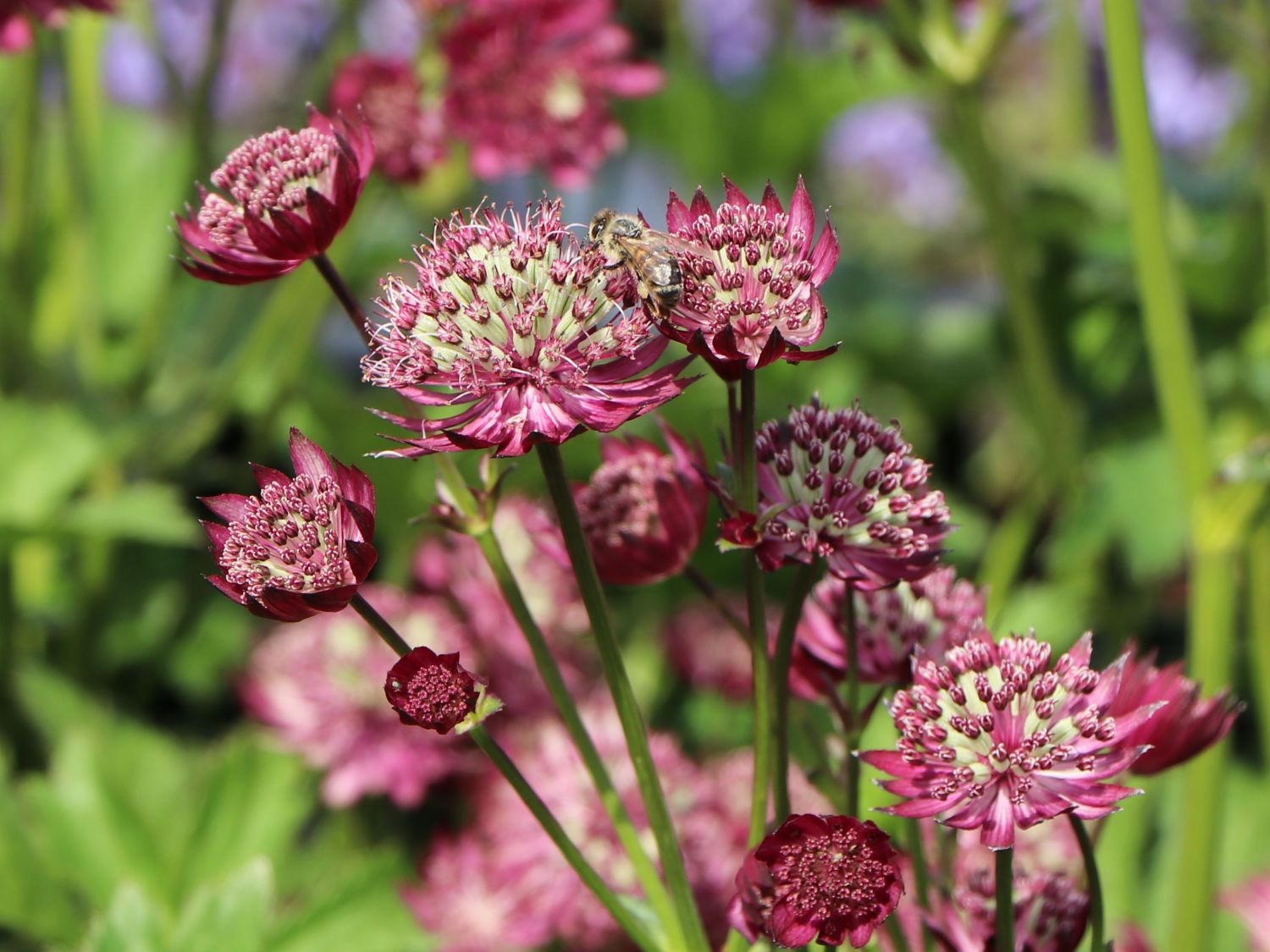 Große Sterndolde 'Star of Treasure' - Astrantia major 'Star of Treasure'