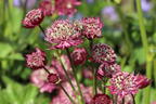 Große Sterndolde 'Star of Treasure' - Astrantia major 'Star of Treasure'