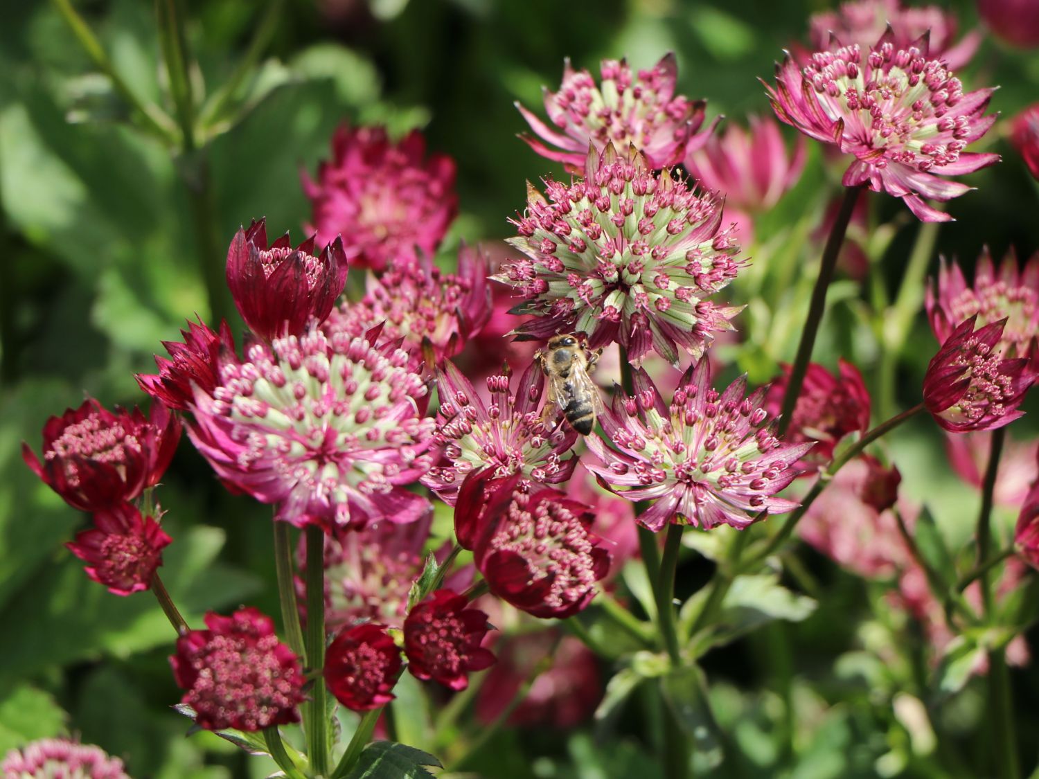 Große Sterndolde 'Star of Treasure' - Astrantia major 'Star of Treasure'