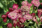 Große Sterndolde 'Star of Treasure' - Astrantia major 'Star of Treasure'