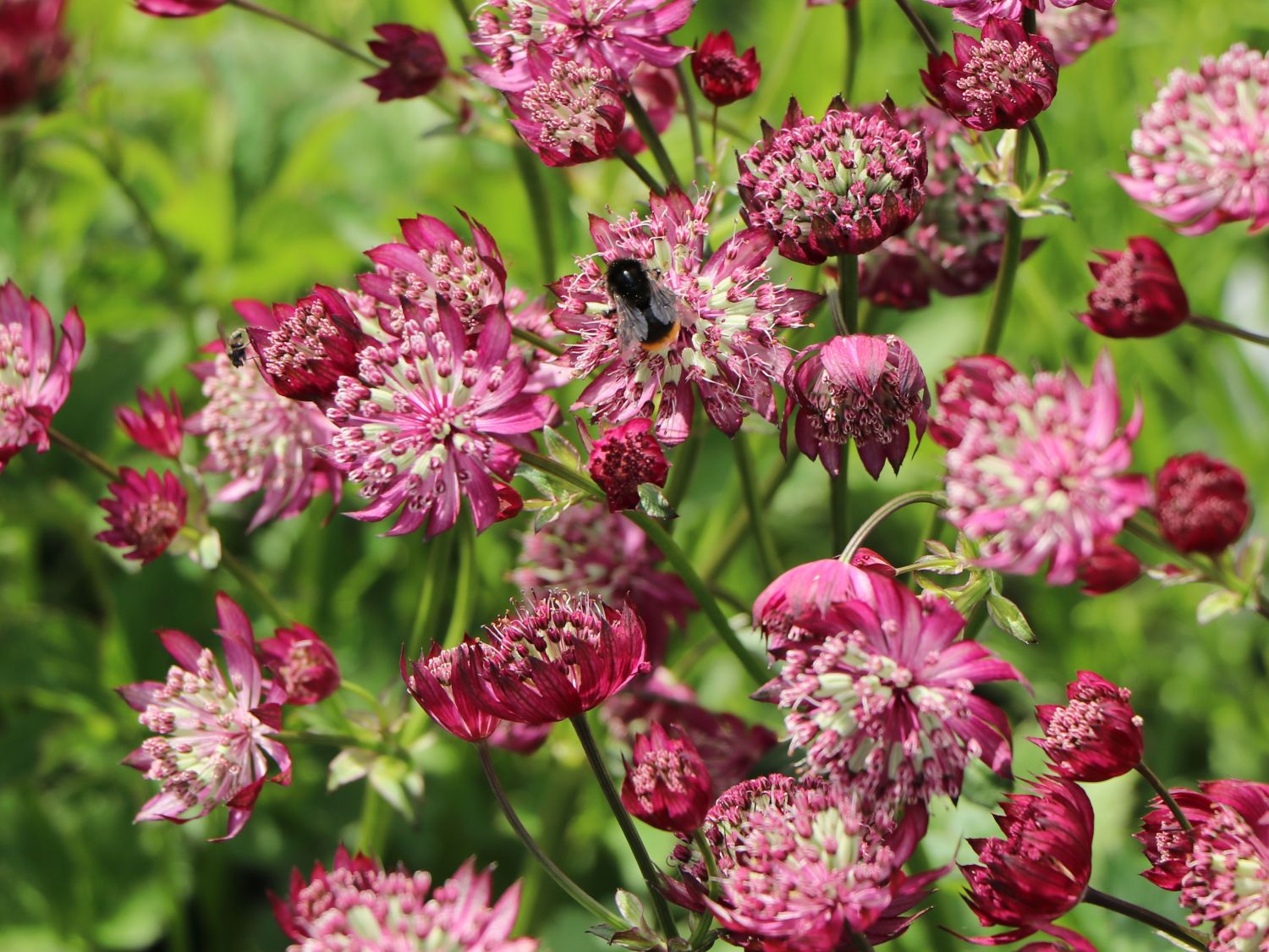 Große Sterndolde 'Star of Treasure' - Astrantia major 'Star of Treasure'